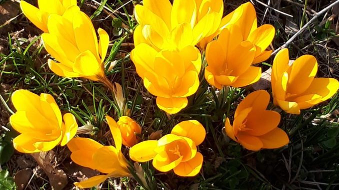 Krokusse