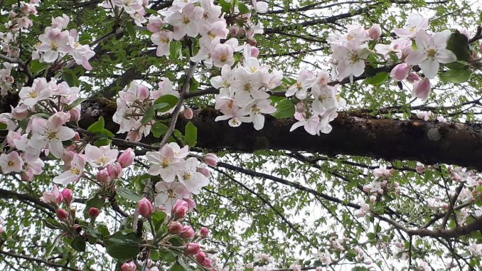 Kirschblüten